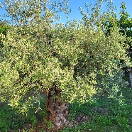 Lamaison-D'Ose 沙拉罗讷河畔沙蒂永 外观 照片